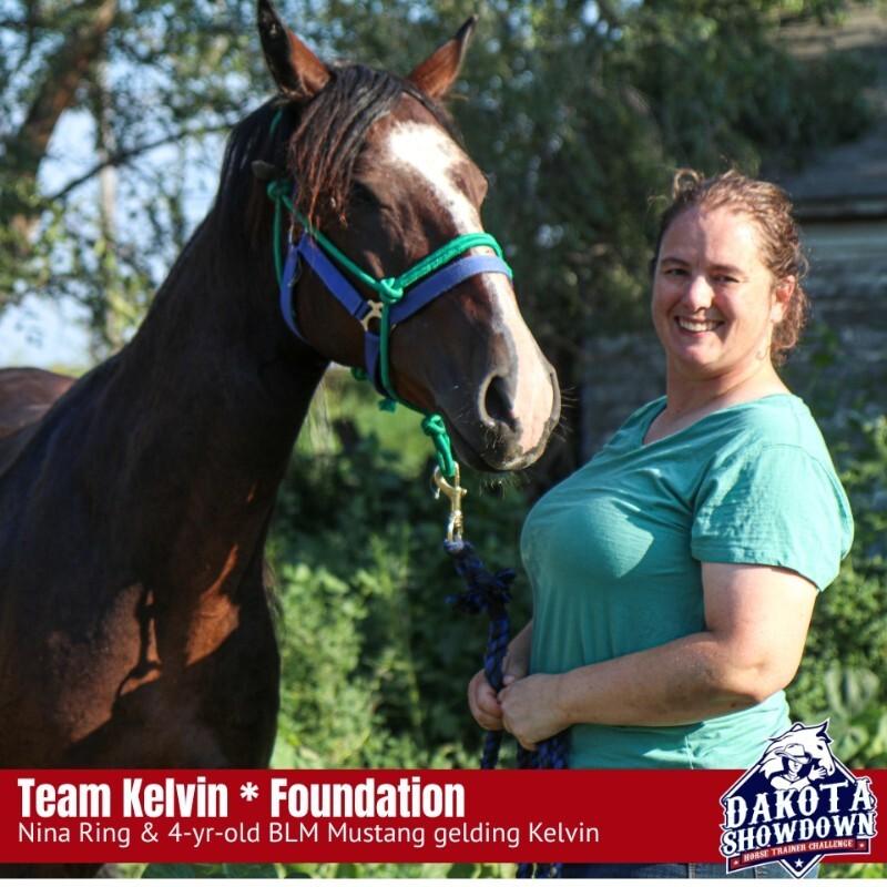Kelvin, Adoptable, Adult Male Mustang.