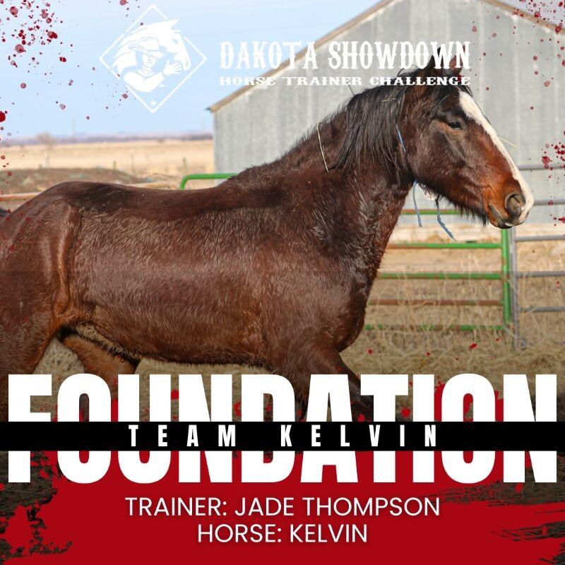 Enlarge Kelvin, a Adoptable Mustang in Scotland, SD image 5/6