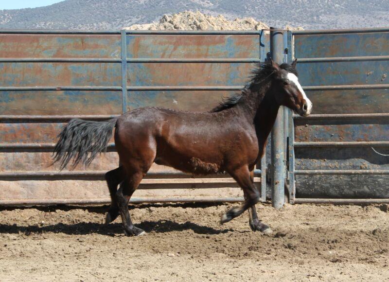 Enlarge Kelvin, a Adoptable Mustang in Scotland, SD image 6/6