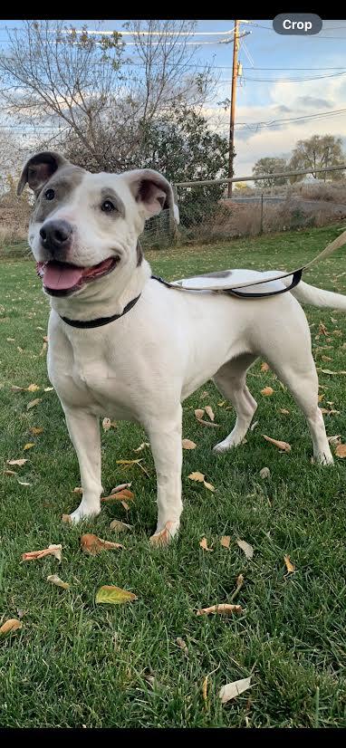 Enlarge Keesha, a Adoptable mixed breed in Selah, WA image 2/6