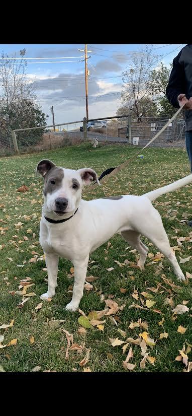 Enlarge Keesha, a Adoptable mixed breed in Selah, WA image 3/6