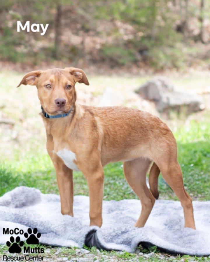 May - arriving 3/21/26 at 10 am, adopted, Young Female Mixed Breed.