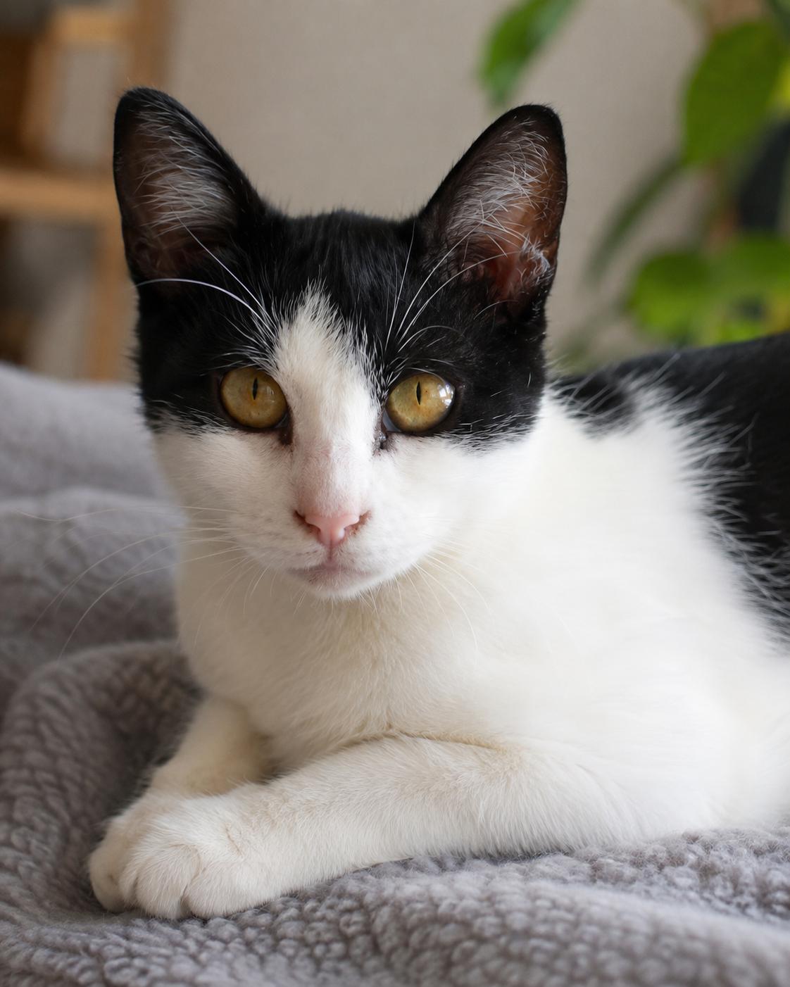 Enlarge Tulip, a Adoptable Domestic Short Hair in Oceanside, CA image 1/1