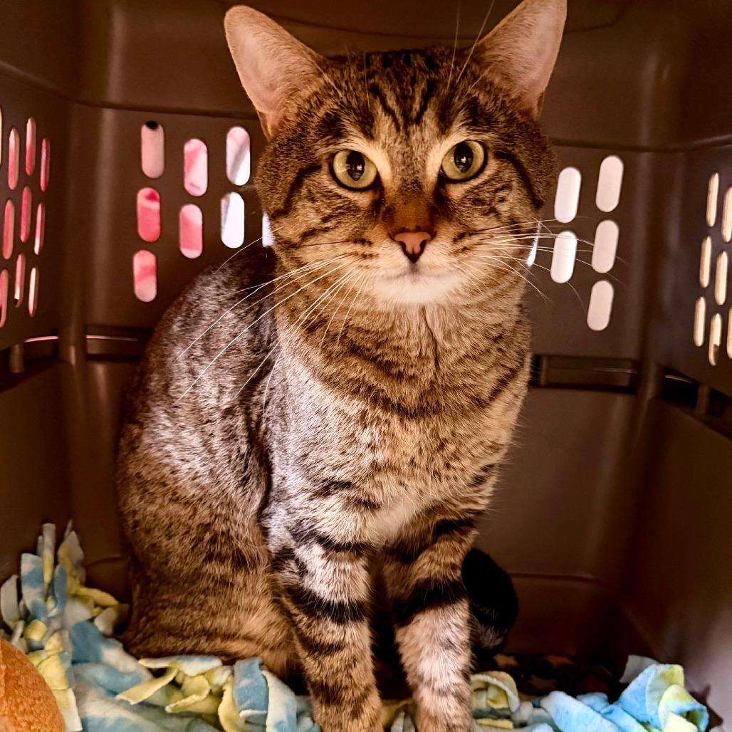 Kyle, Adoptable, Adult Male Domestic Short Hair.