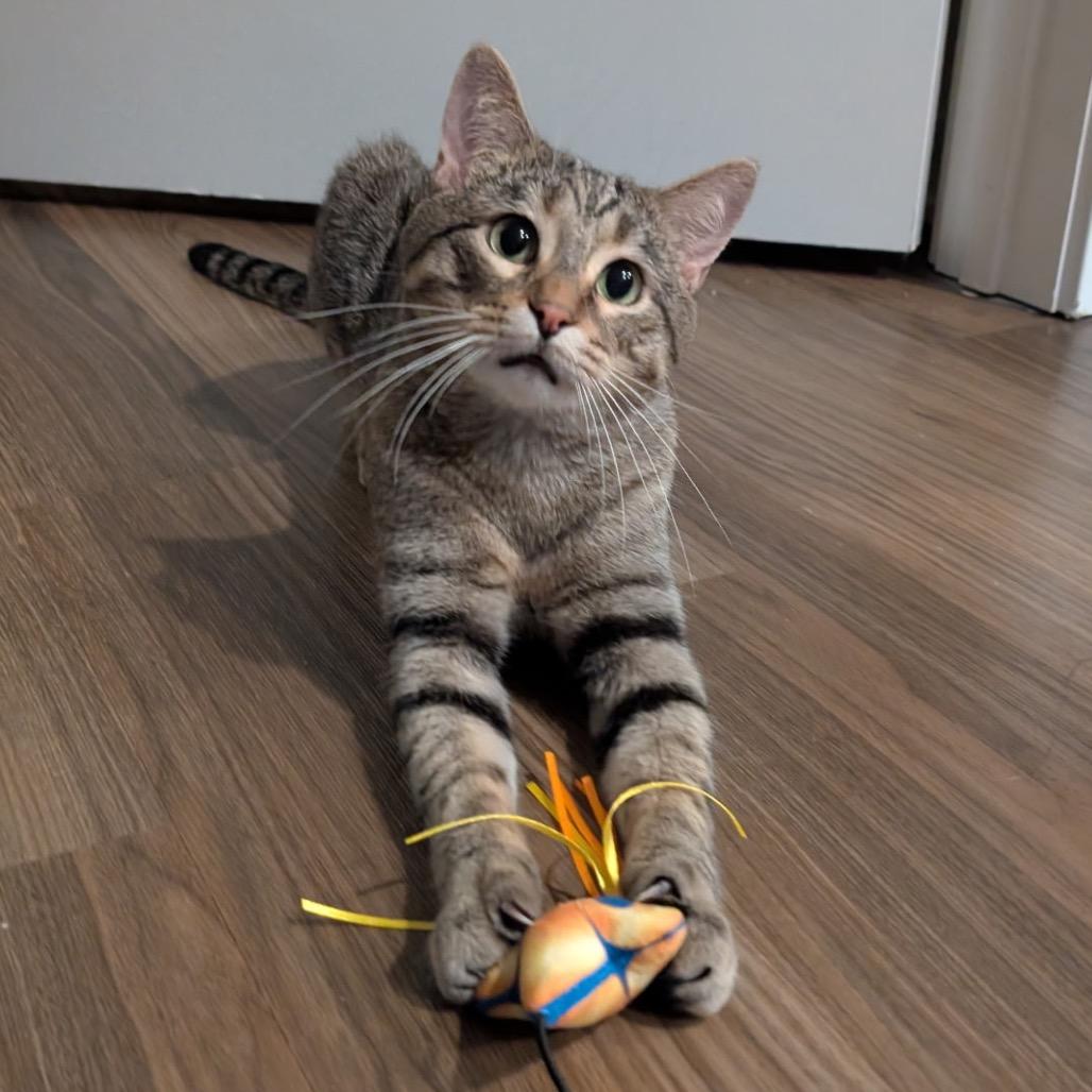 Enlarge Kyle, a Adoptable Domestic Short Hair in Naperville, IL image 2/6