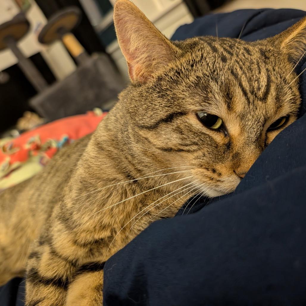 Enlarge Kyle, a Adoptable Domestic Short Hair in Naperville, IL image 2/6