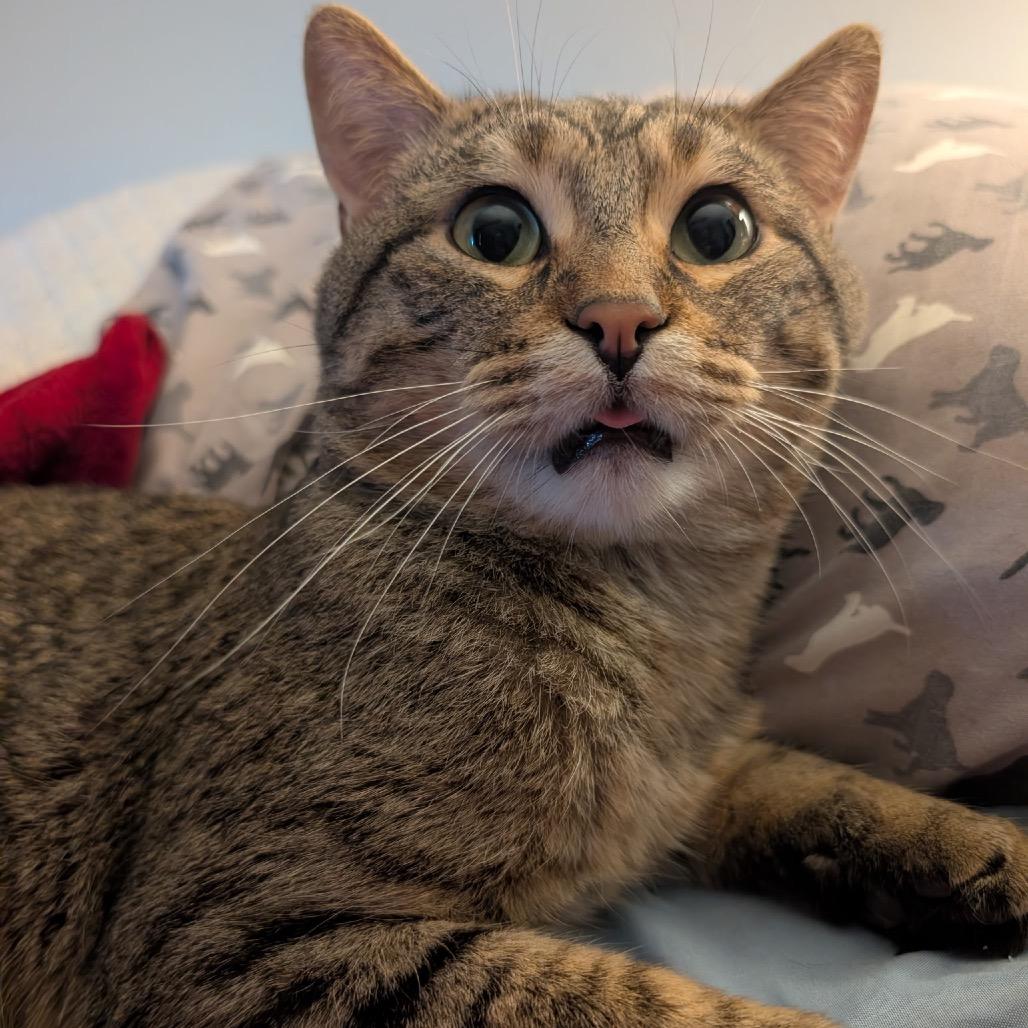 Enlarge Kyle, a Adoptable Domestic Short Hair in Naperville, IL image 3/6