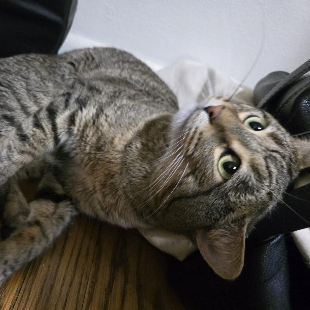 Enlarge Kyle, a Adoptable Domestic Short Hair in Naperville, IL image 2/2