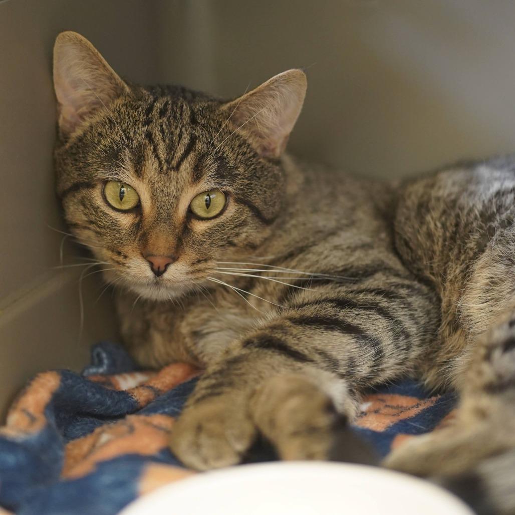 Kyle, a Adoptable Domestic Short Hair in Naperville, IL image 3/3