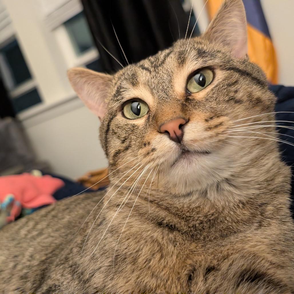 Enlarge Kyle, a Adoptable Domestic Short Hair in Naperville, IL image 5/6