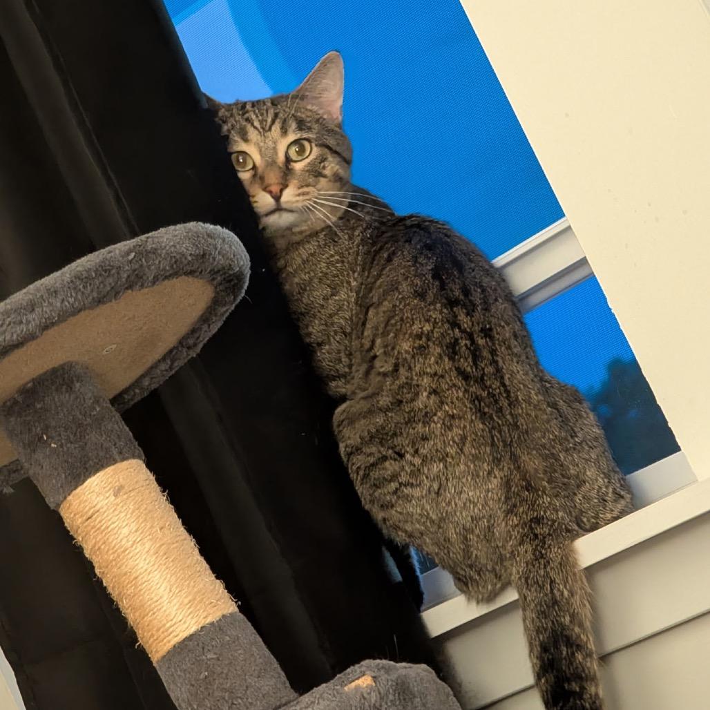 Enlarge Kyle, a Adoptable Domestic Short Hair in Naperville, IL image 6/6
