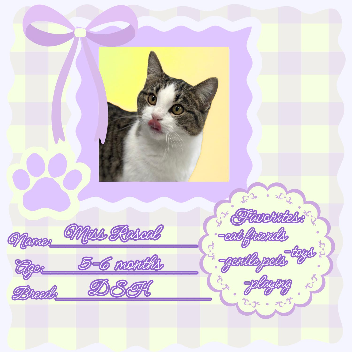 Miss Rascal, a ADOPTABLE Domestic Short Hair in Bardstown, KY image 1/5