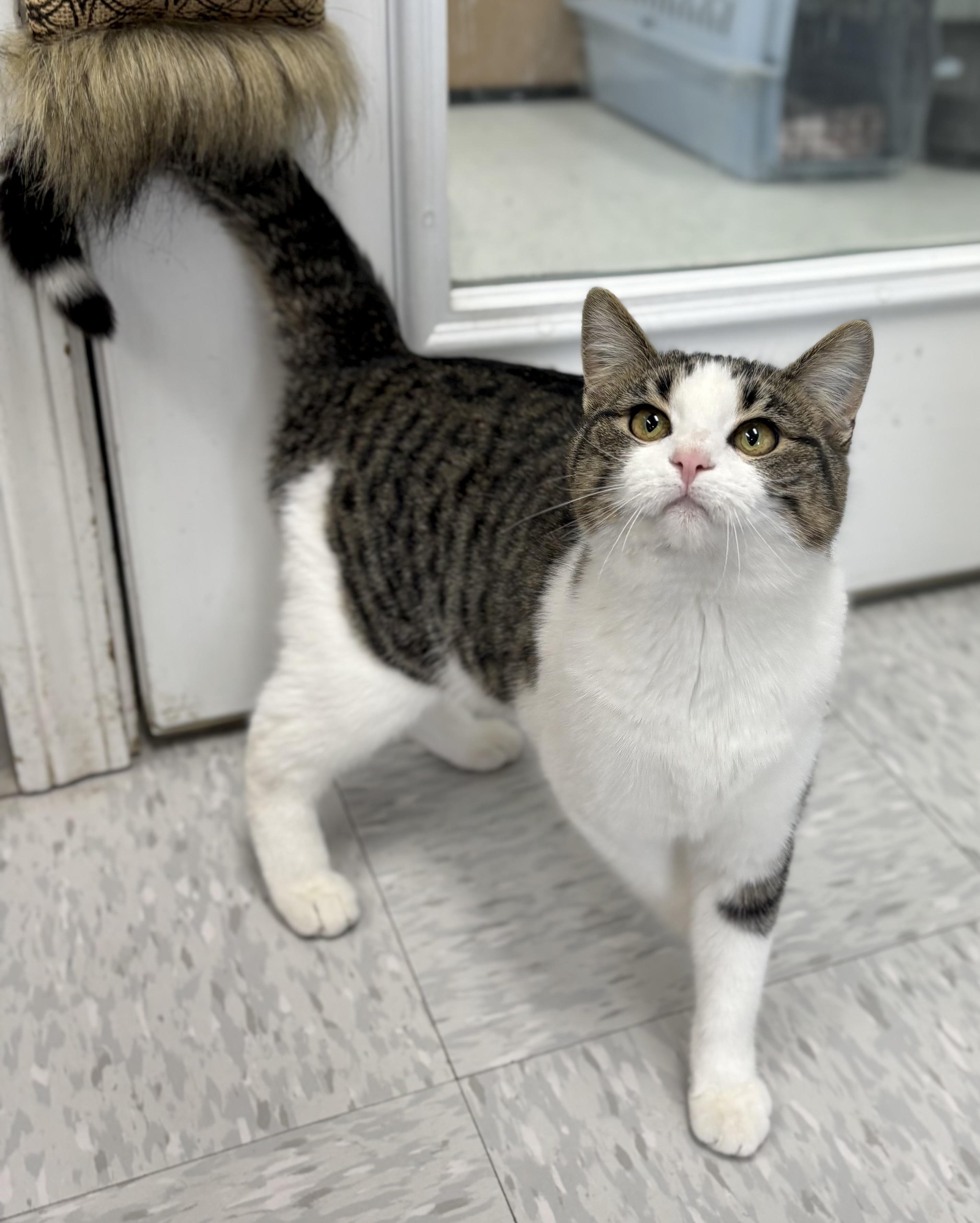 Miss Rascal, a ADOPTABLE Domestic Short Hair in Bardstown, KY image 3/5