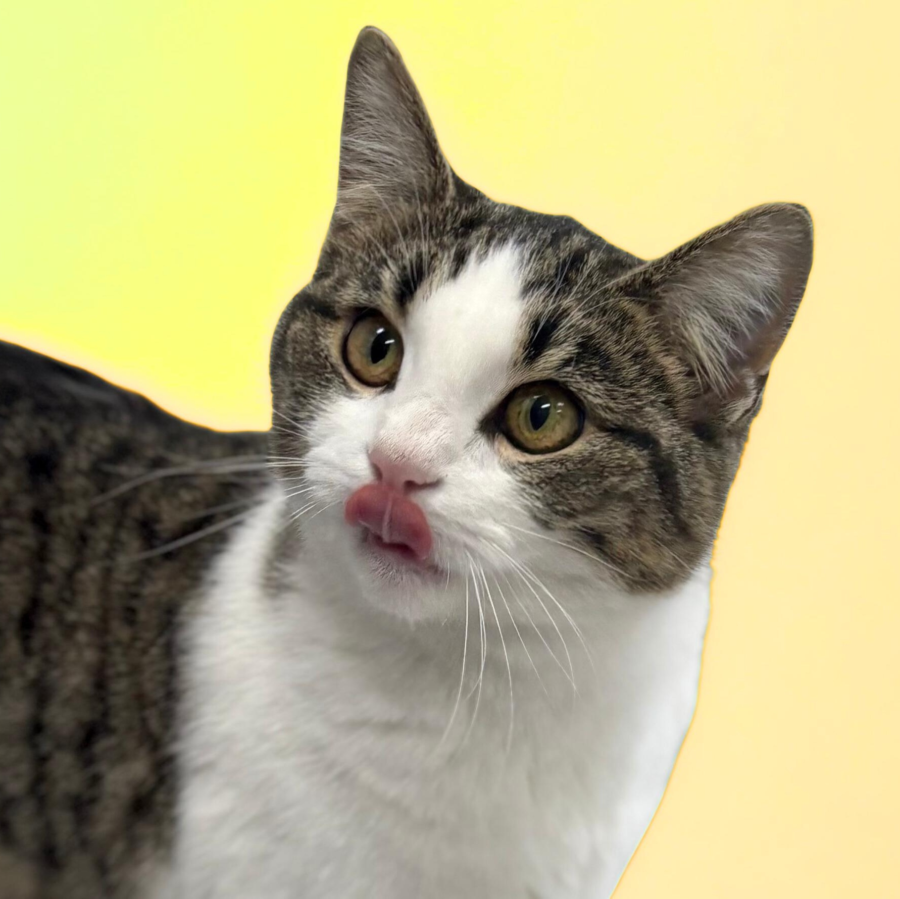 Miss Rascal, a ADOPTABLE Domestic Short Hair in Bardstown, KY image 4/5