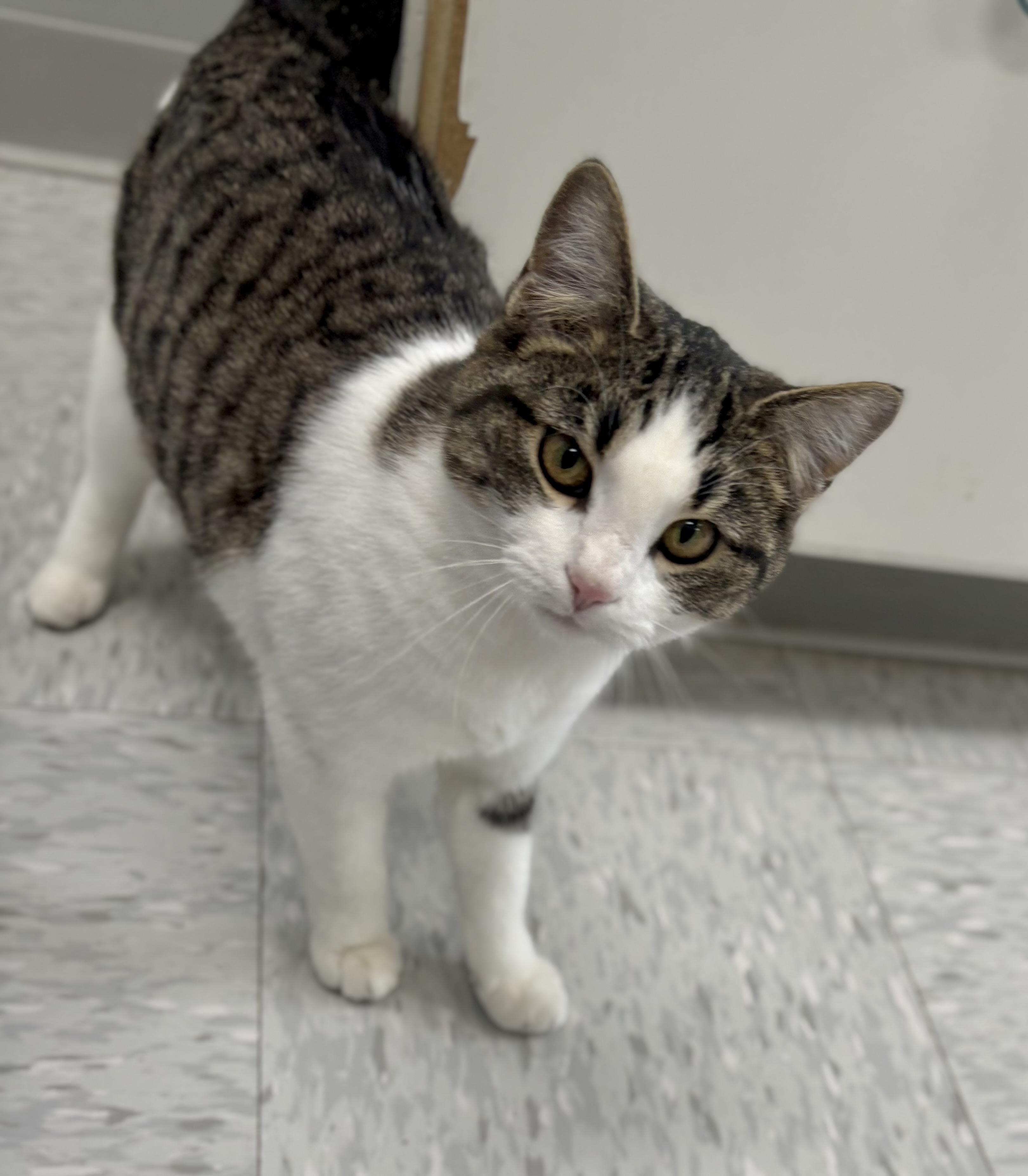 Miss Rascal, a ADOPTABLE Domestic Short Hair in Bardstown, KY image 5/5