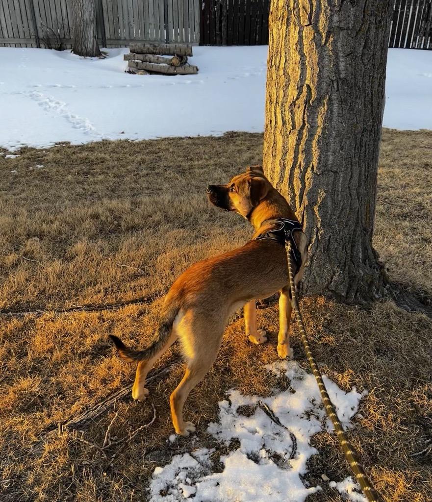 Benedict, a ADOPTABLE mixed breed in Calgary, AB image 5/5