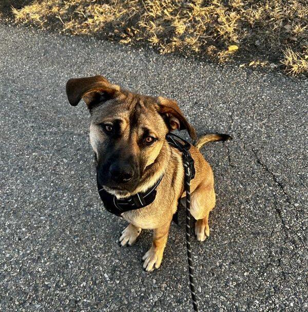 Benedict, ADOPTABLE, Young Male German Shepherd Dog.