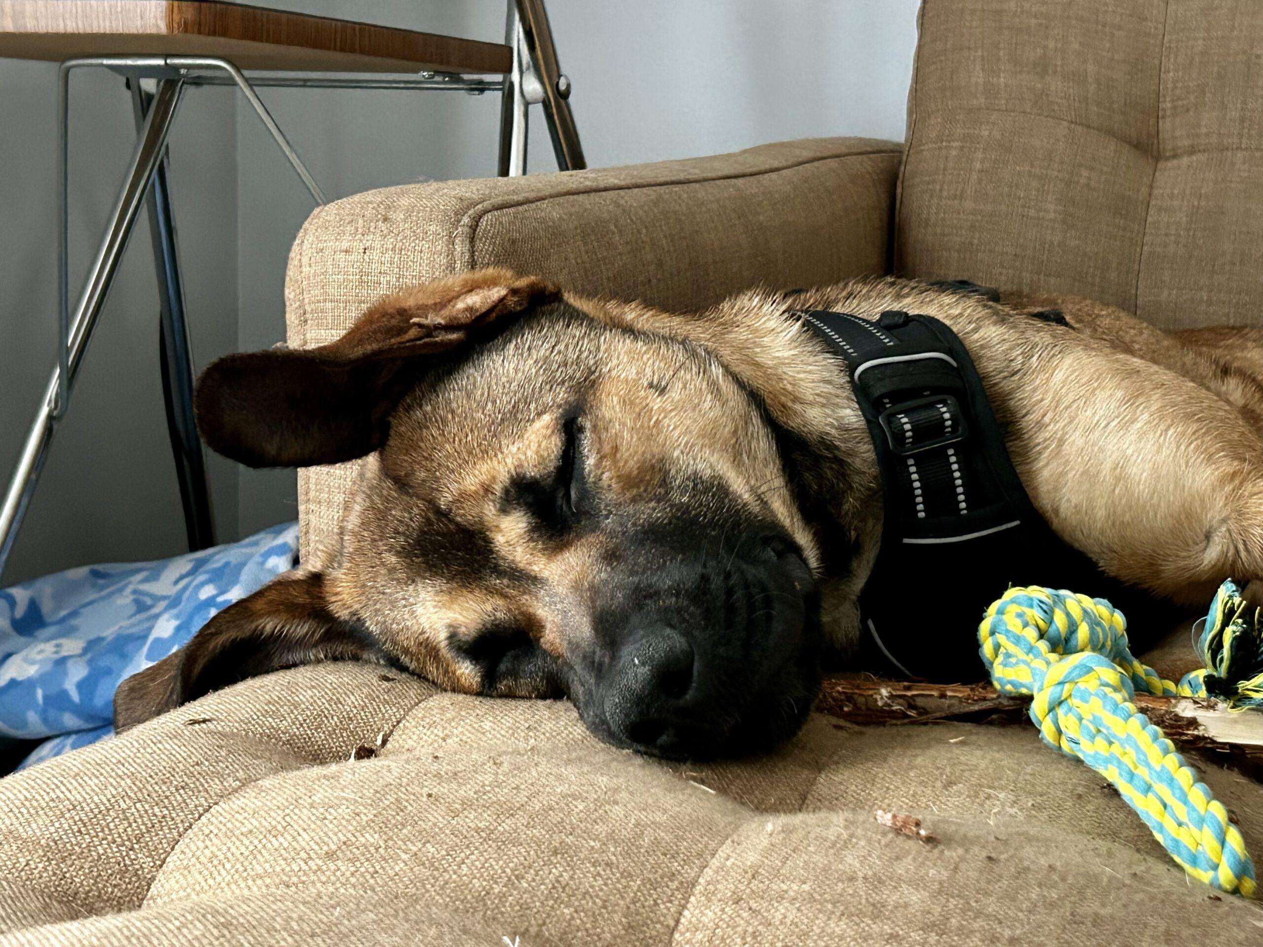 Benedict, a ADOPTABLE mixed breed in Calgary, AB image 2/5