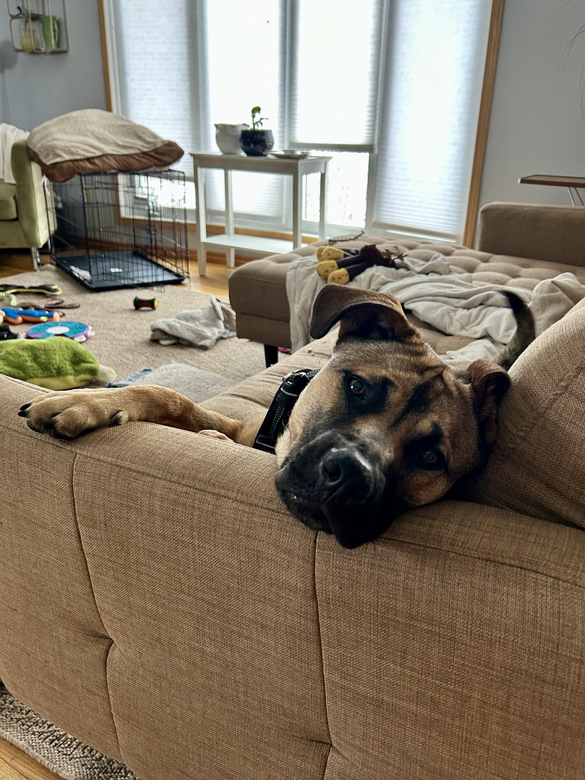 Benedict, a ADOPTABLE mixed breed in Calgary, AB image 3/5