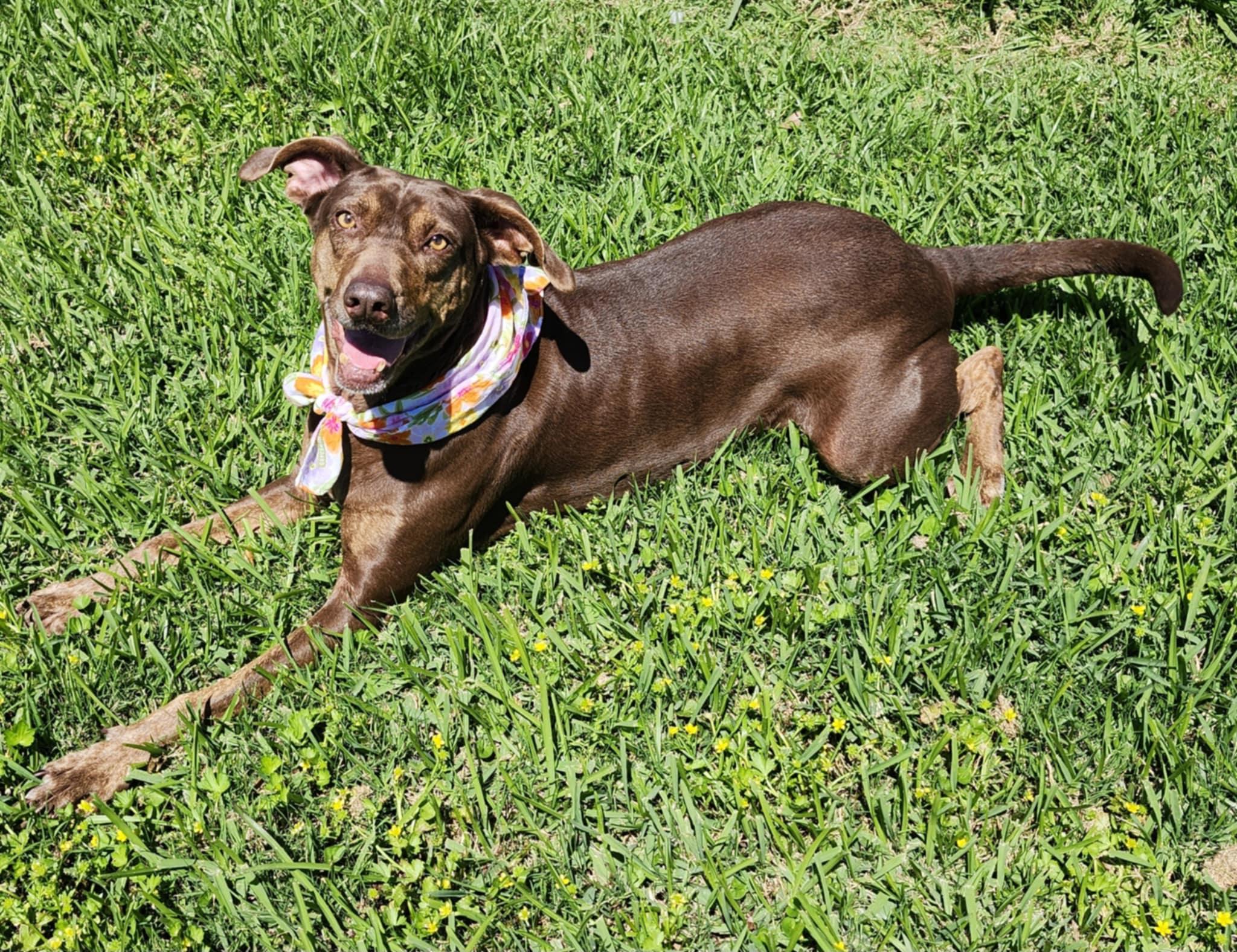 Coco, Adoptable, Adult Female Chocolate Labrador Retriever.