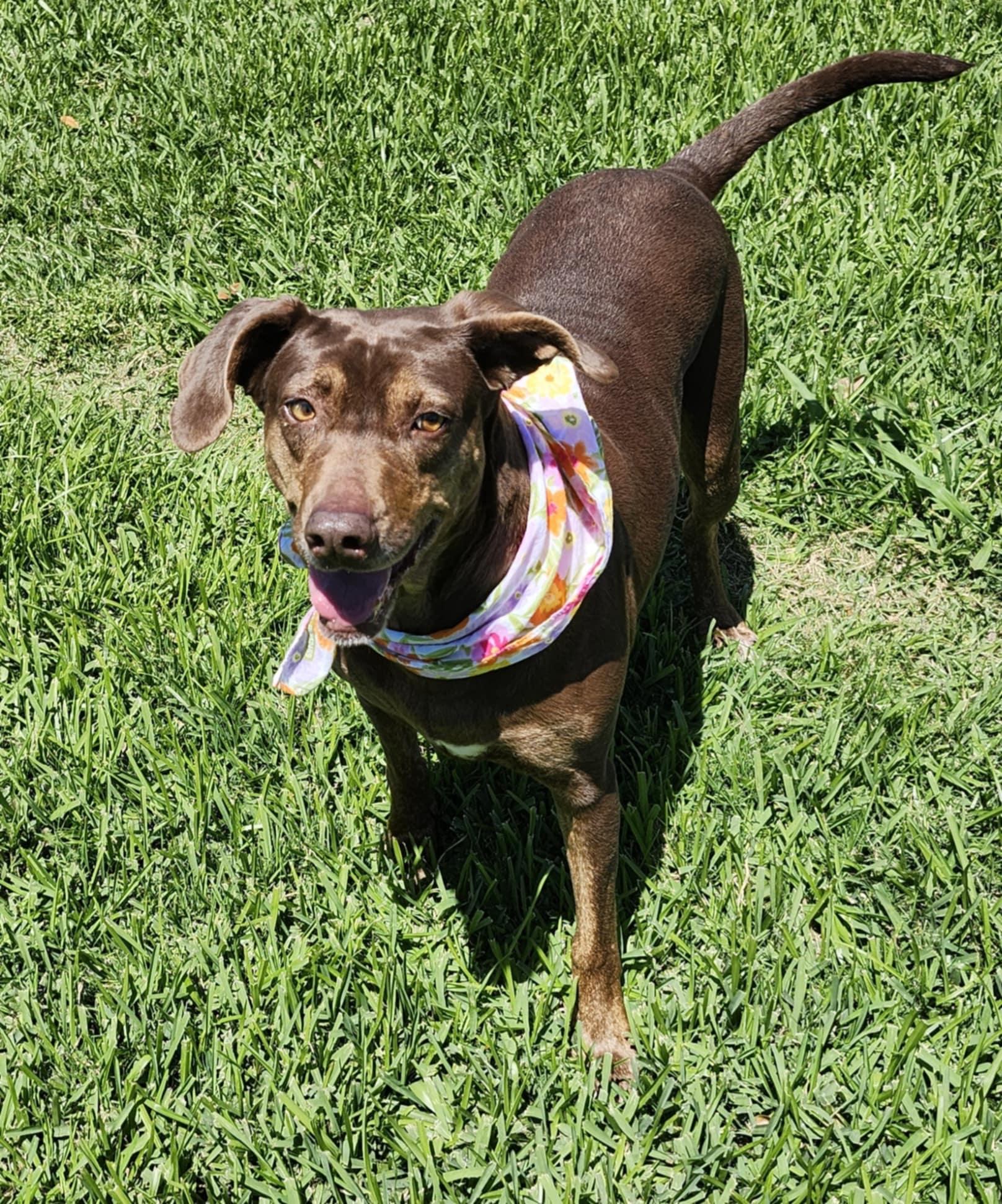 Coco, a Adoptable mixed breed in Willits, CA image 2/5