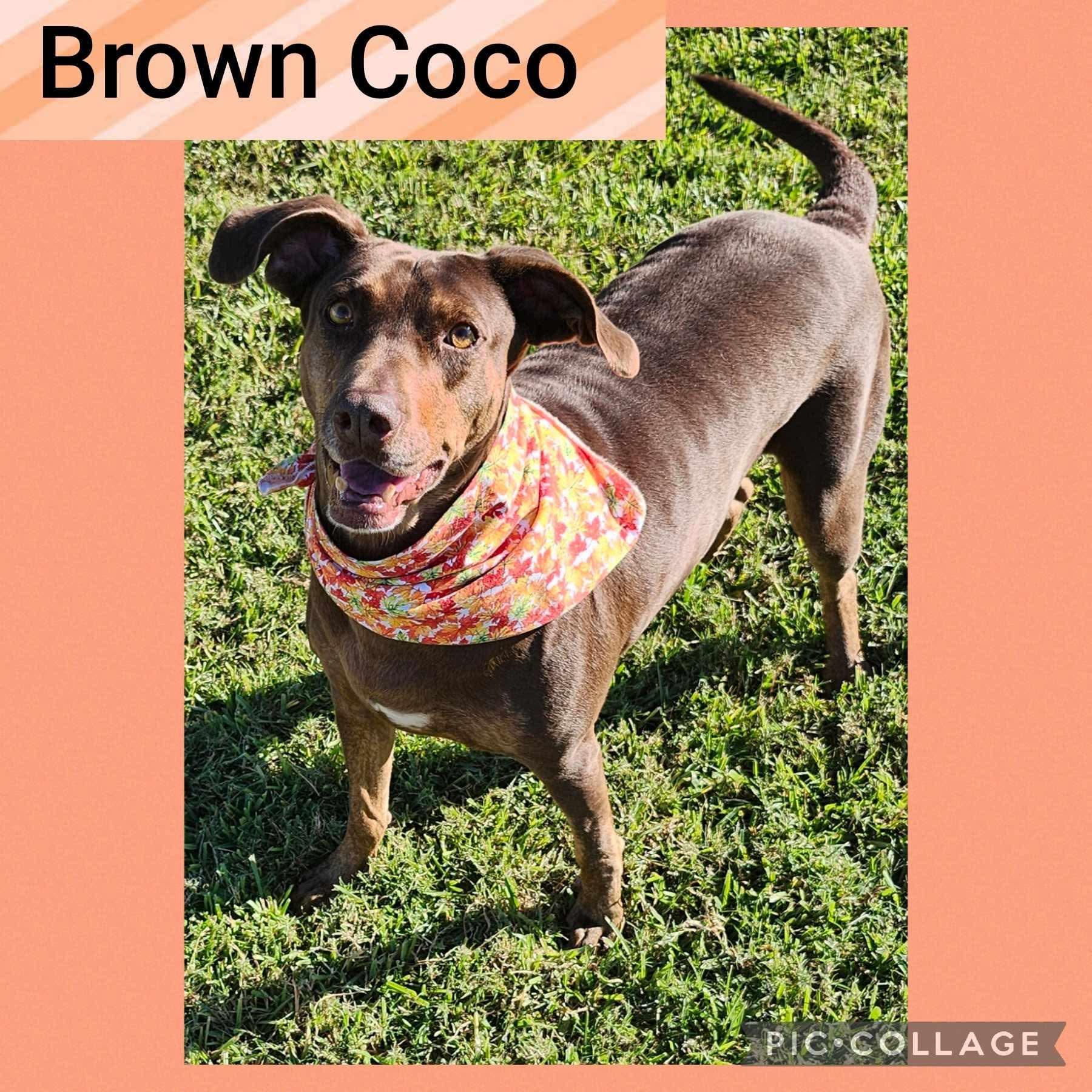 Coco, a Adoptable mixed breed in Willits, CA image 3/5