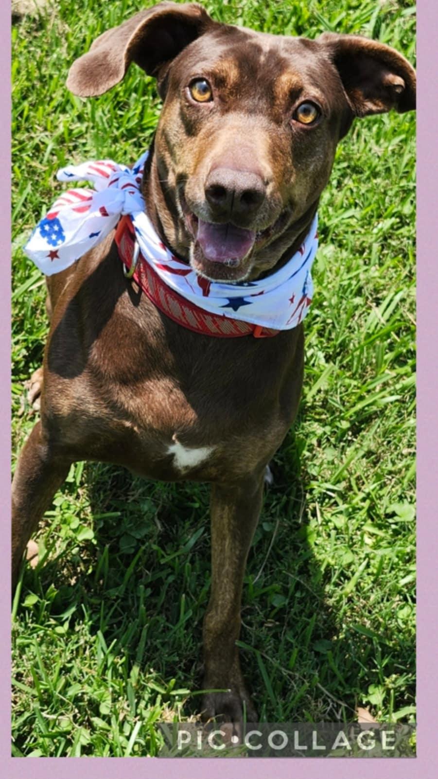 Coco, a Adoptable mixed breed in Willits, CA image 4/5