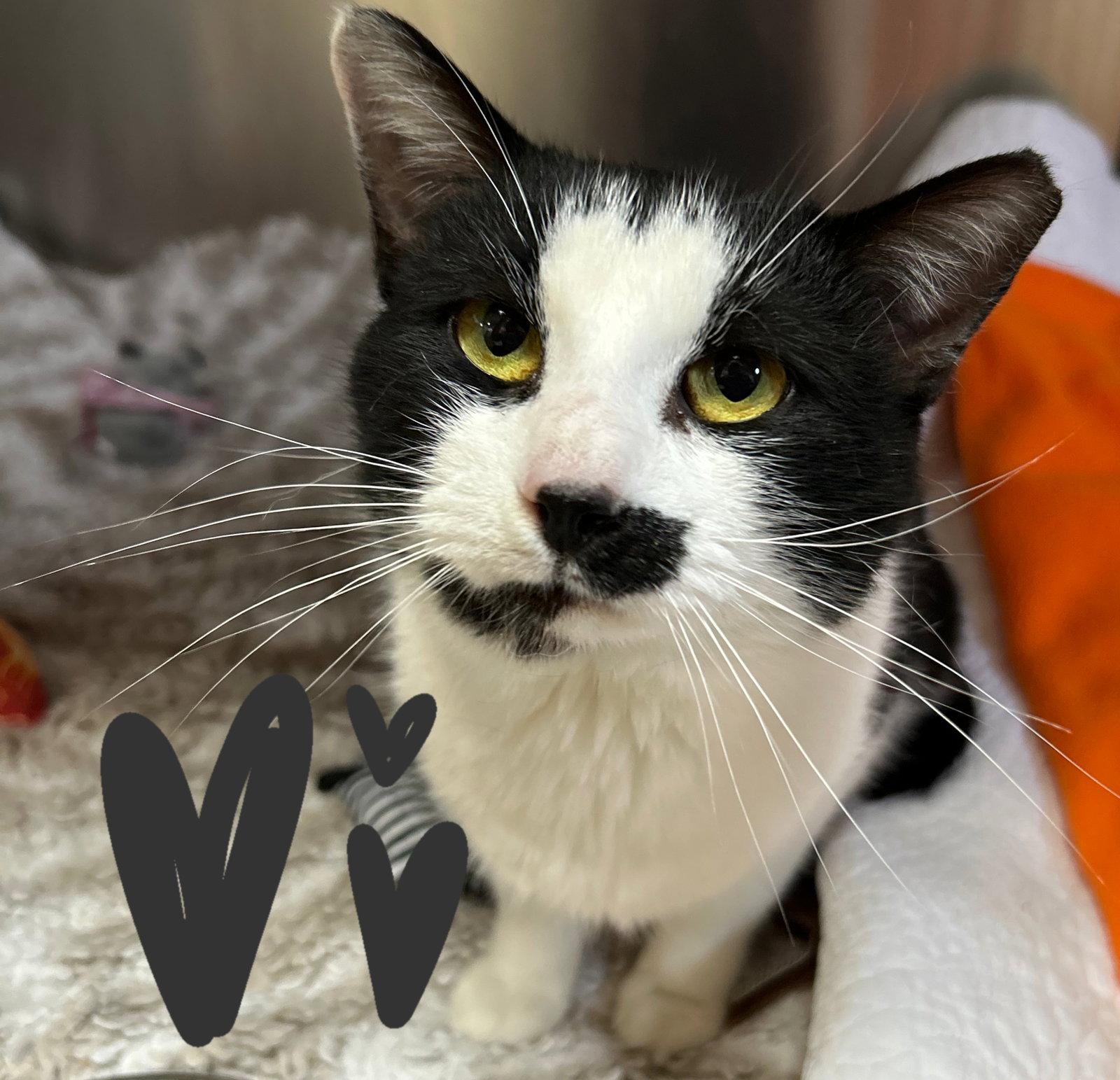 Enlarge Knox, a Adopted Domestic Short Hair in Herndon, VA image 1/1