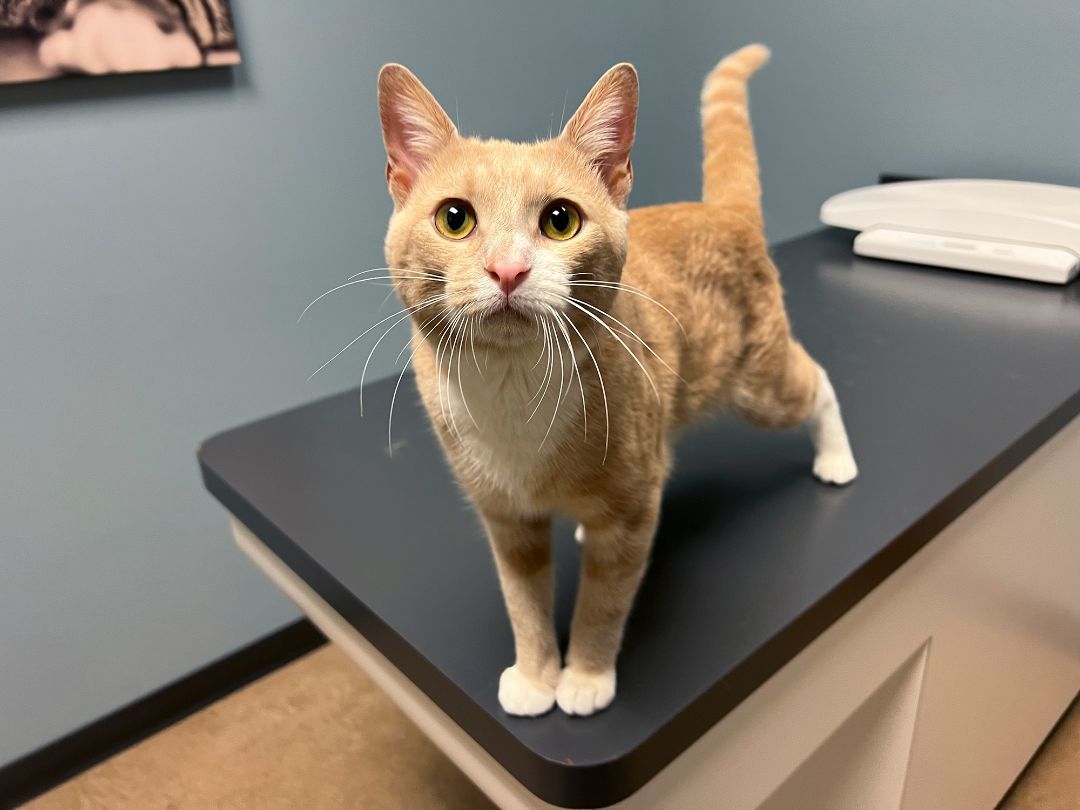 George Mandoon, Adopted, Adult Male Domestic Short Hair & Tabby.