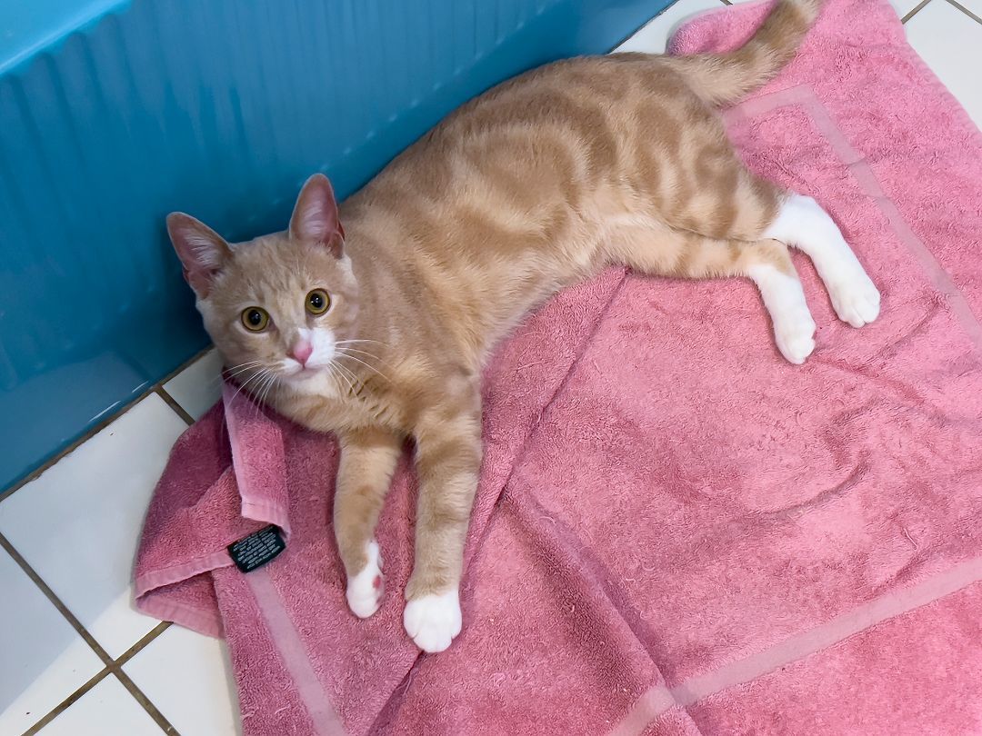 George Mandoon, Adopted, Adult Male Domestic Short Hair & Tabby.