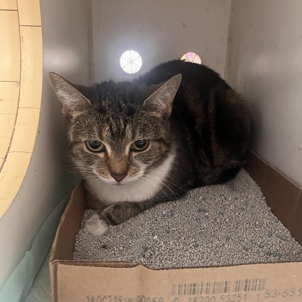 Enlarge Bug, a Adoptable Domestic Short Hair in Pasadena , MD image 1/1