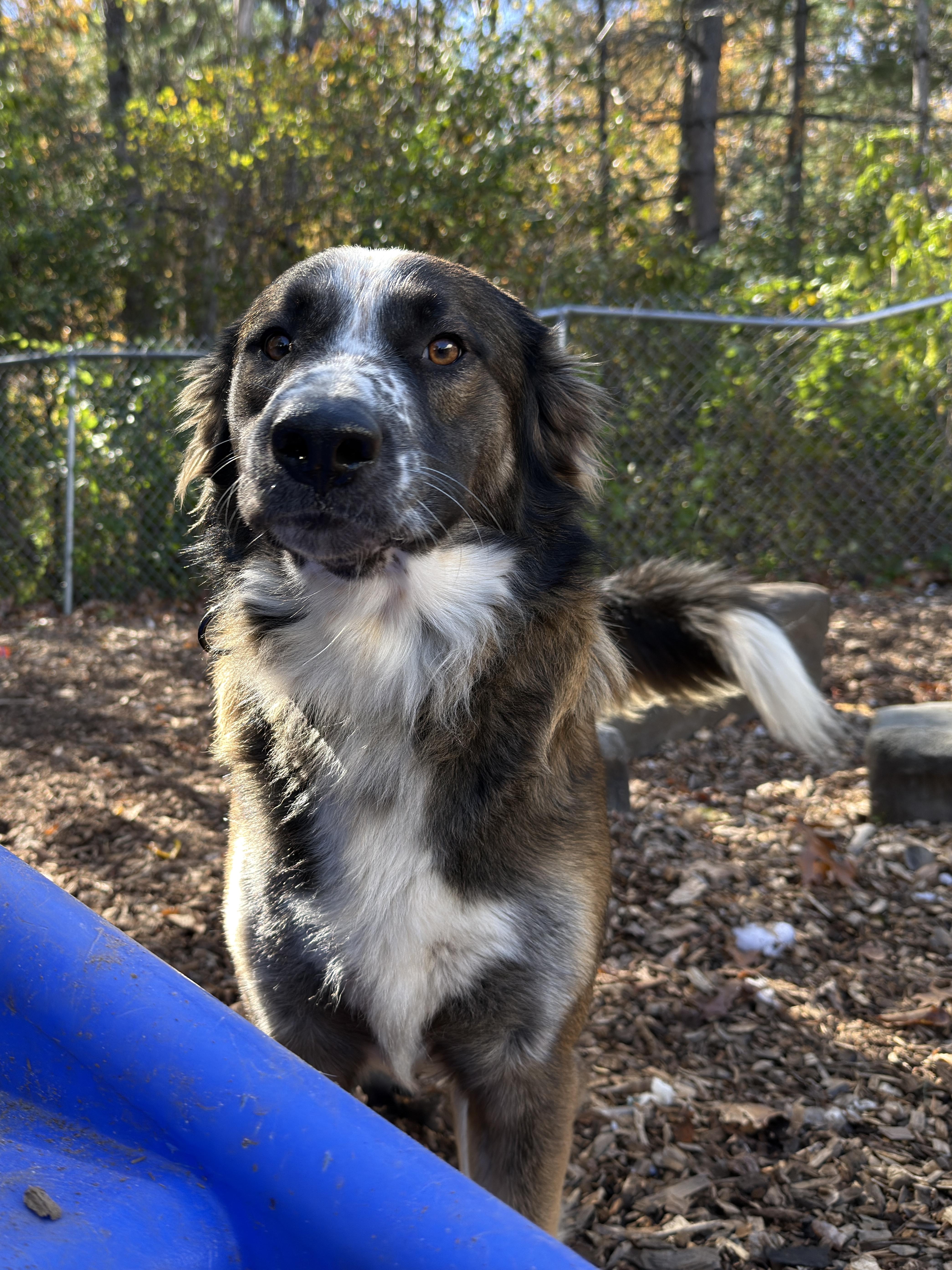 Enlarge Max, a Adoptable mixed breed in Sudbury, MA image 2/4