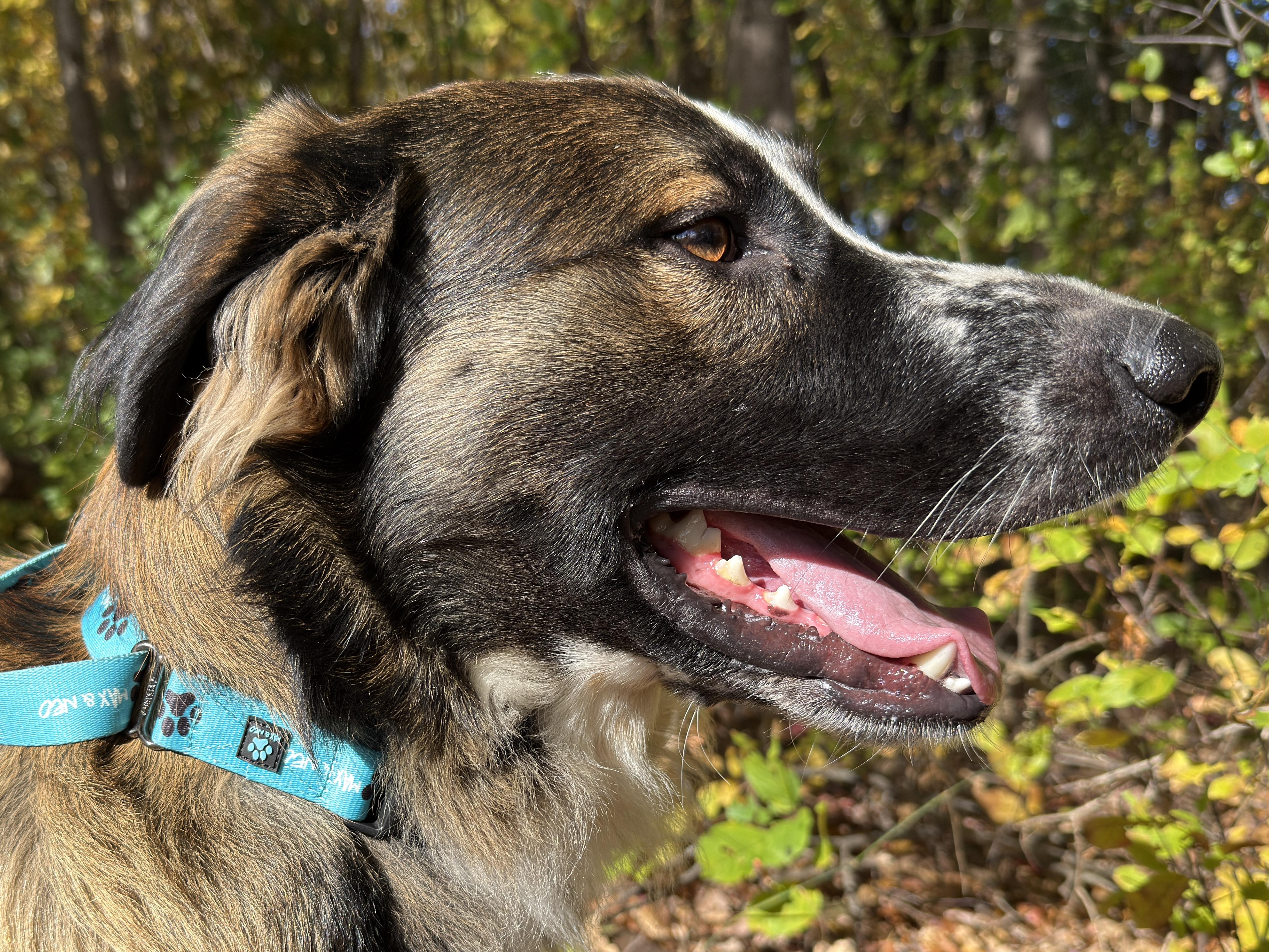 Enlarge Max, a Adoptable mixed breed in Sudbury, MA image 3/4