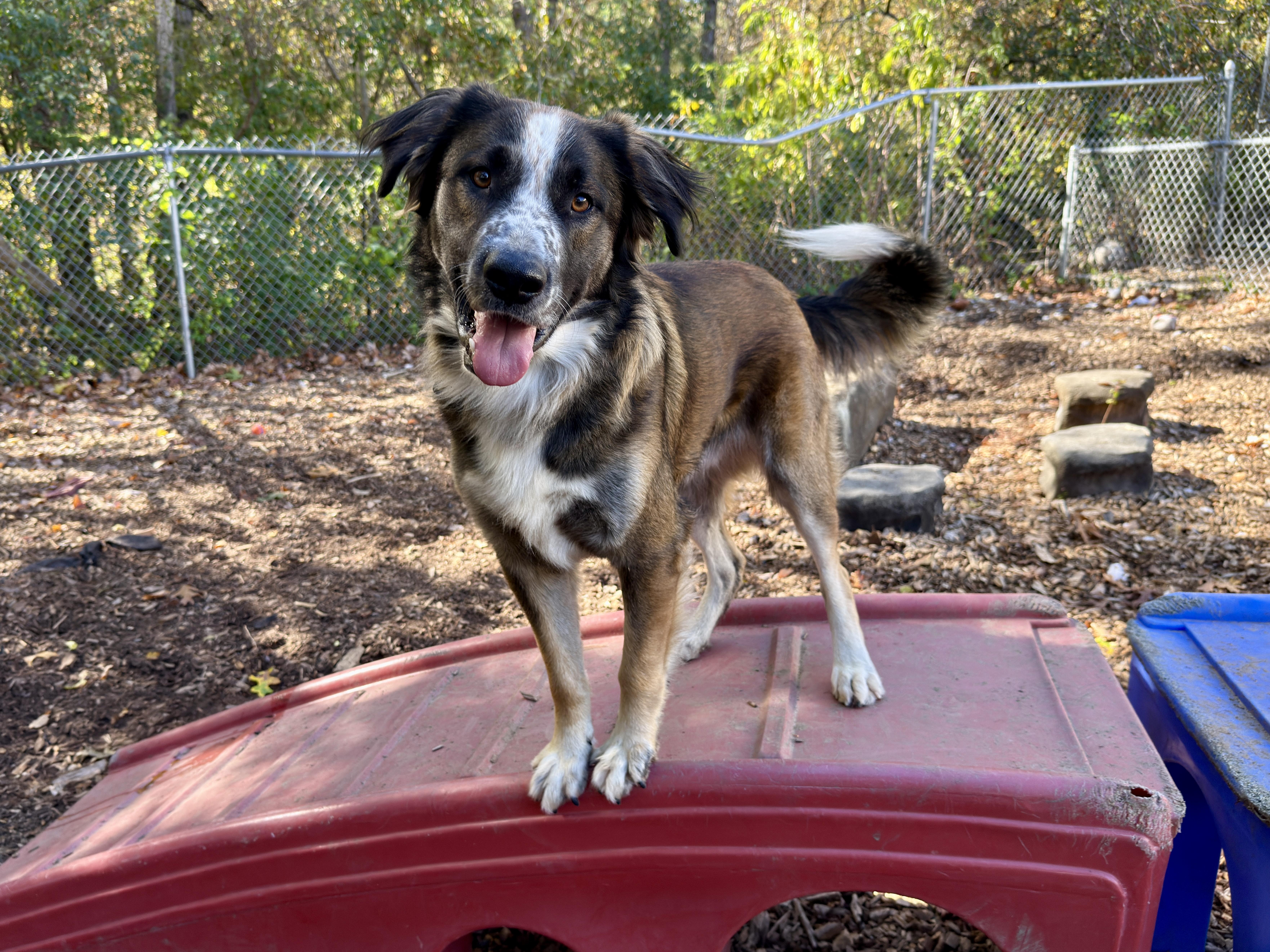Enlarge Max, a Adoptable mixed breed in Sudbury, MA image 4/4