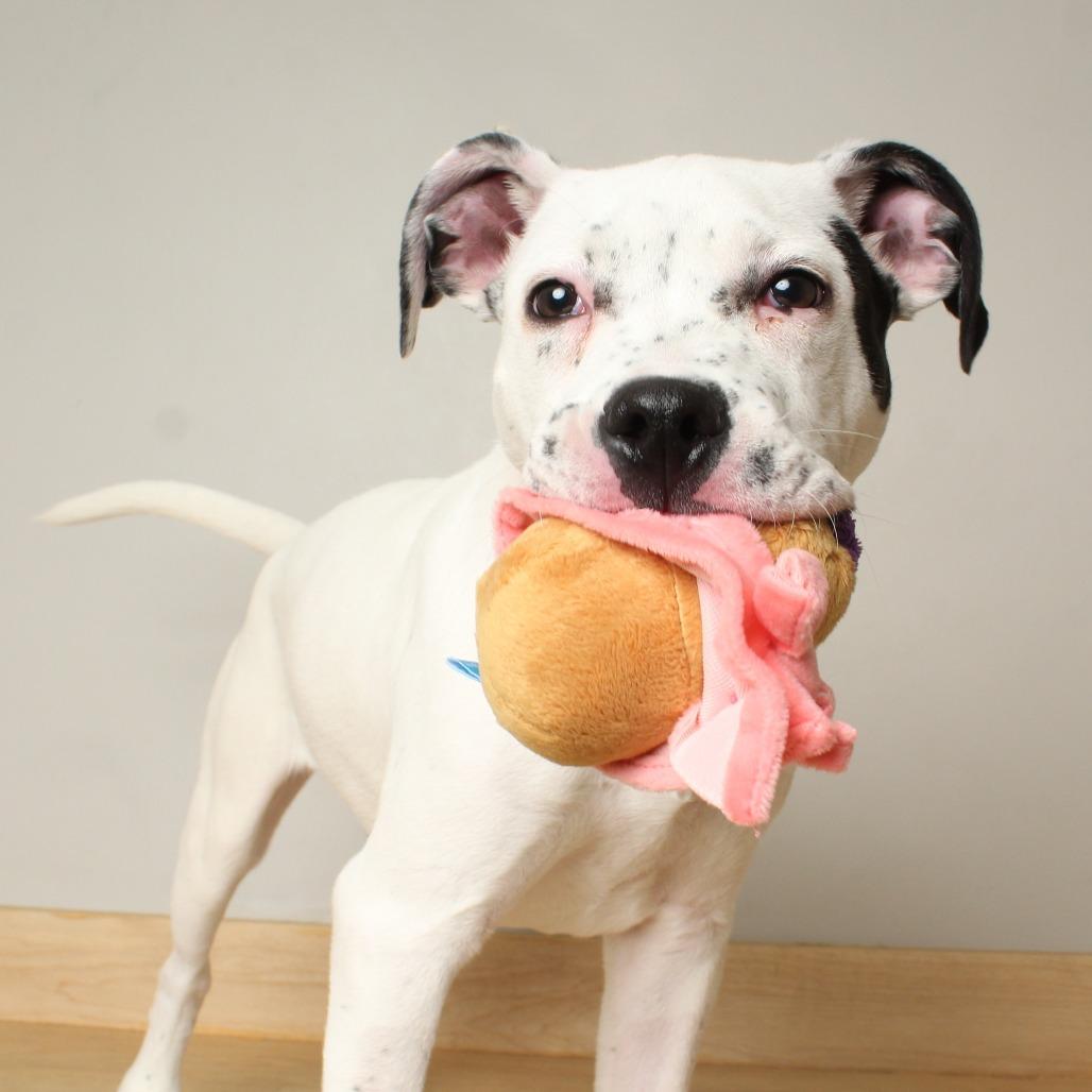 Jack Frost D67874, Adoptable, Puppy Male Dalmatian & Terrier.