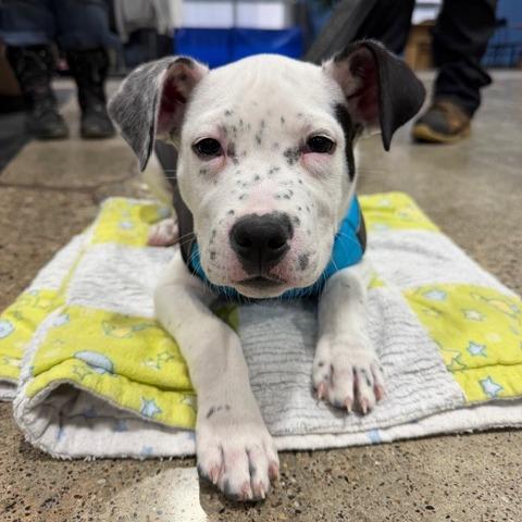 Jack Frost D67874, a Adoptable mixed breed in Minnetonka, MN image 2/6