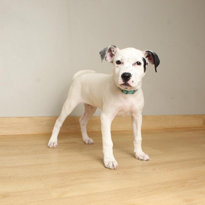 Jack Frost D thumbnail 2