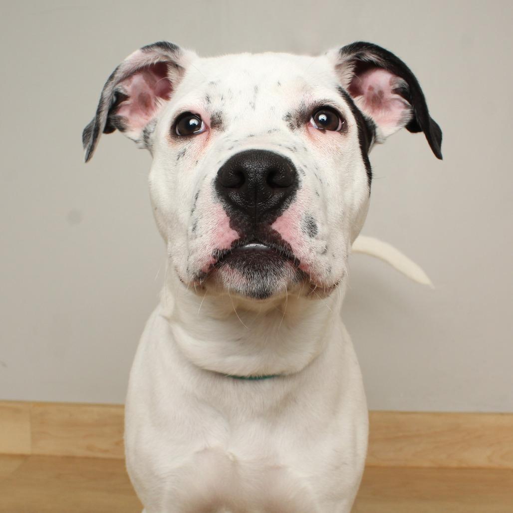 Jack Frost D67874, a Adoptable mixed breed in Minnetonka, MN image 3/6