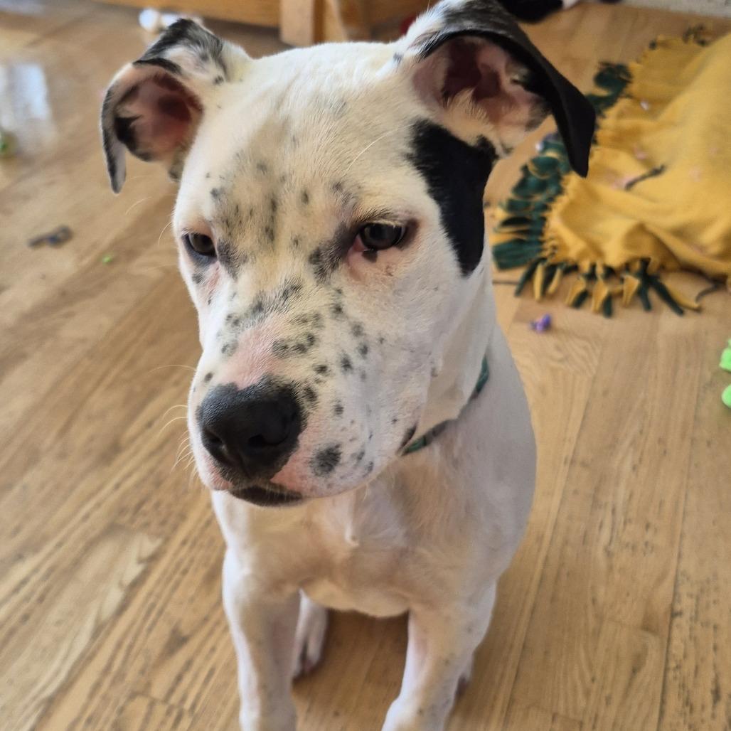 Jack Frost D67874, a Adoptable mixed breed in Minnetonka, MN image 4/6