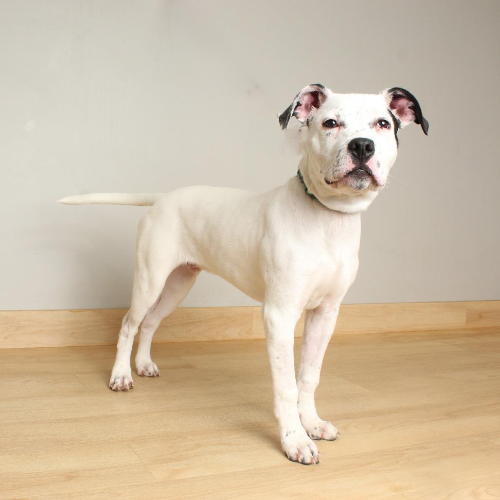 Jack Frost D67874, a Adoptable mixed breed in Minnetonka, MN image 5/6