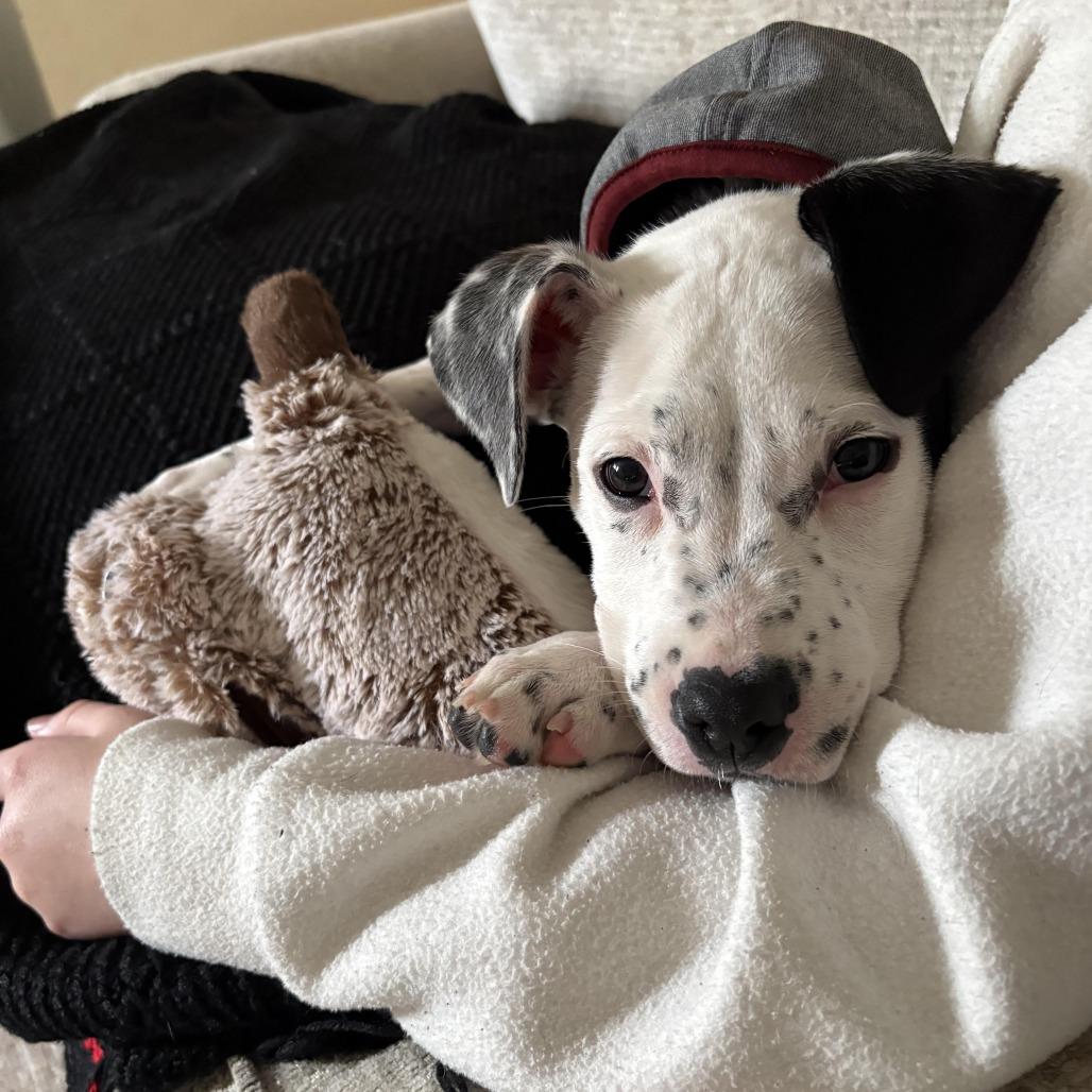 Jack Frost D thumbnail 3