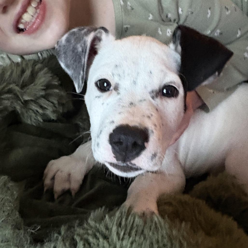 Jack Frost D thumbnail 4