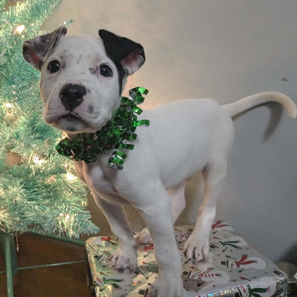 Jack Frost D thumbnail 5