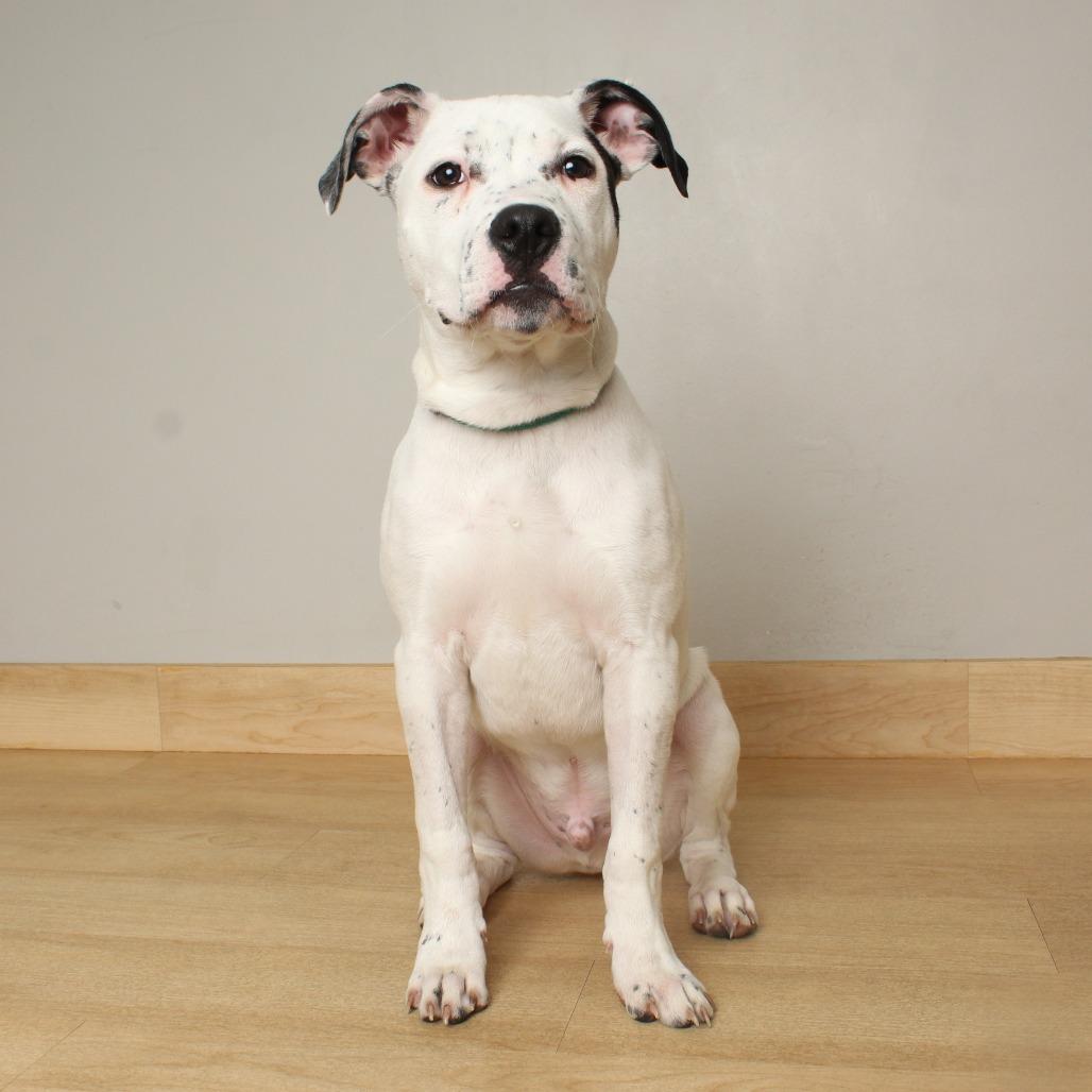 Jack Frost D67874, a Adoptable mixed breed in Minnetonka, MN image 6/6