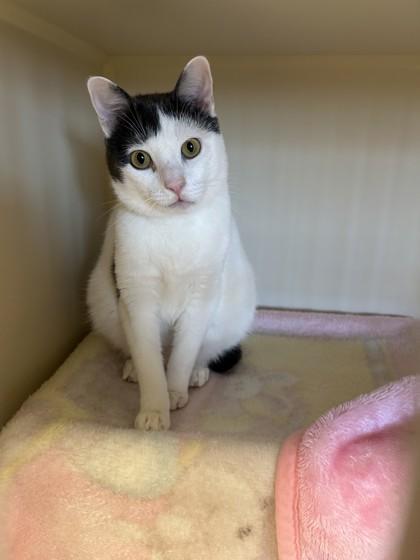 Enlarge Cactus, a ADOPTABLE mixed breed in Lansing, MI image 2/2