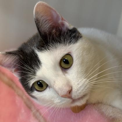 Cactus, ADOPTABLE, Adult Male Domestic Short Hair.