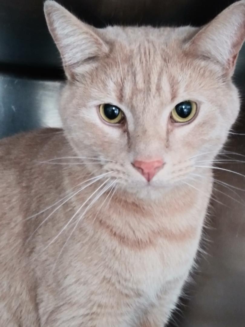 Enlarge Mango Sun. BONDED BROTHER OF CLEMSON!, a Adoptable Domestic Short Hair in Stowe, PA image 1/6
