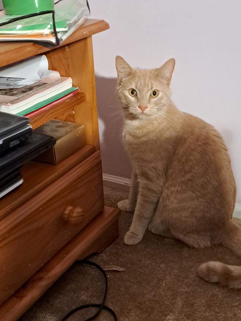 Mango Sun. BONDED BROTHER OF CLEMSON! — thumbnail 2