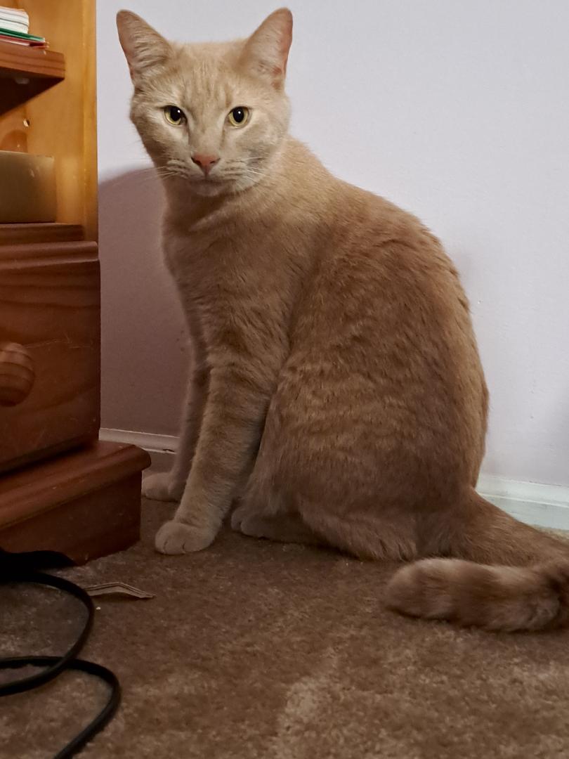 Enlarge Mango Sun. BONDED BROTHER OF CLEMSON!, a Adoptable Domestic Short Hair in Stowe, PA image 3/6