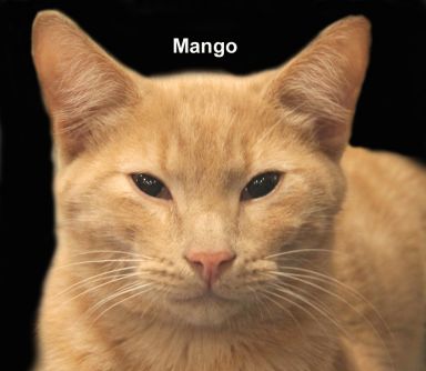 Mango Sun. BONDED BROTHER OF CLEMSON! — thumbnail 4